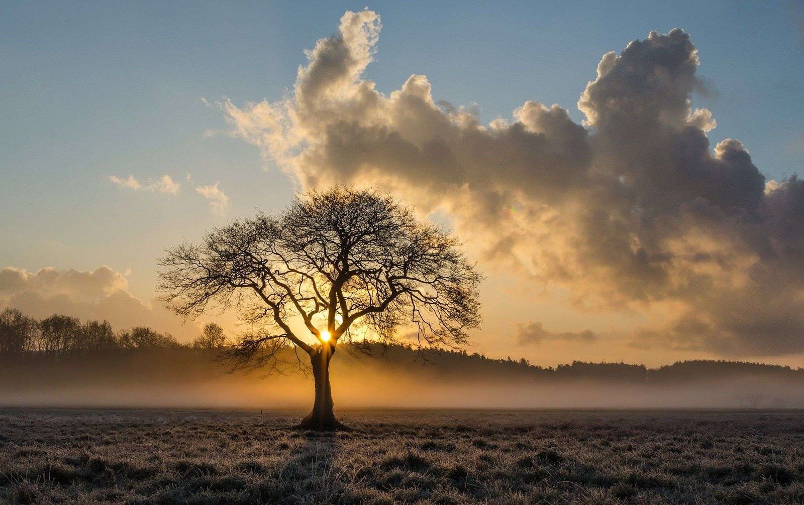 Albero solitario al tramonto, tema del libro La morte pu&ograve; attendere