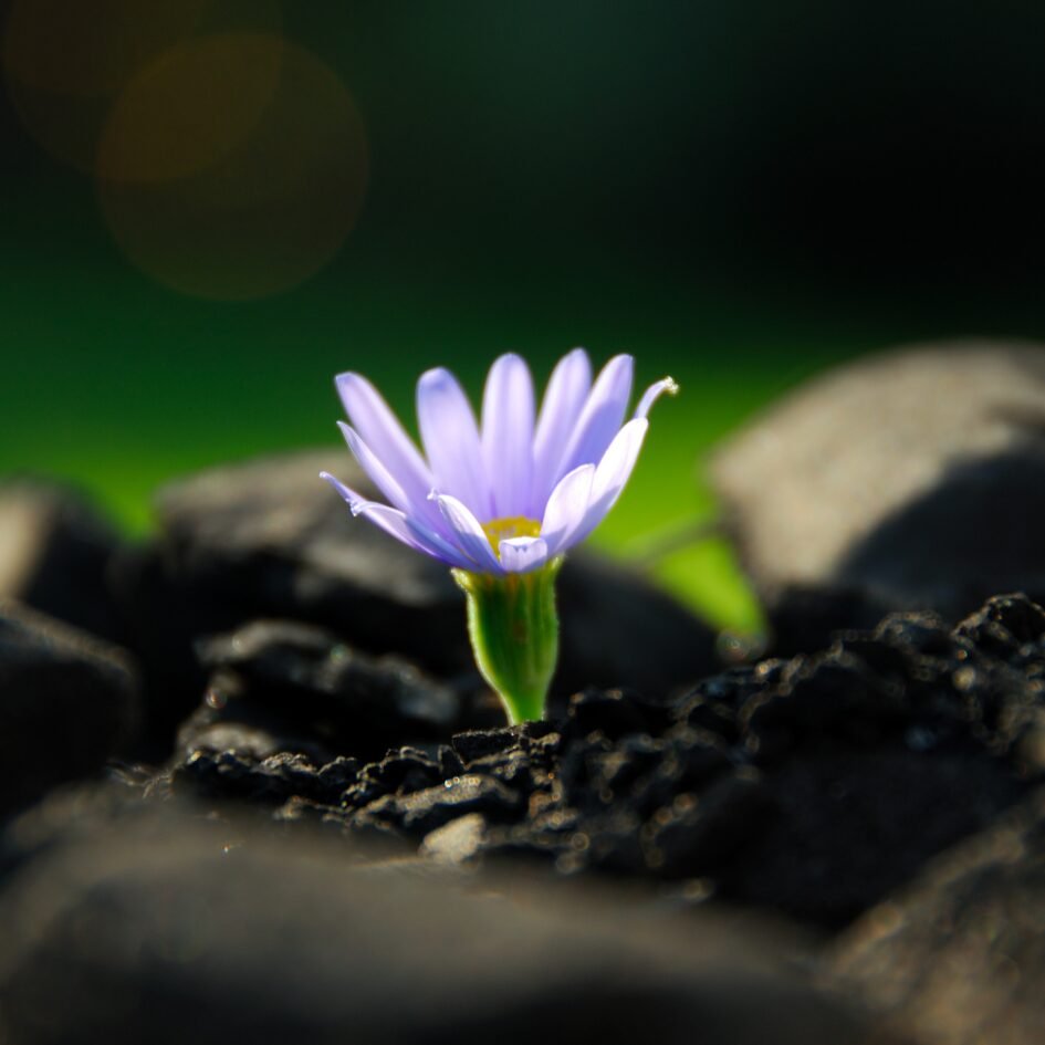 L'immagine rappresenta una margherita che sboccia: simbolo di rinascita, delicatezza e nuovi inizi, metafora della trasformazione interiore